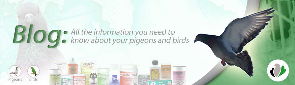 Mercasystems Pigeons Blog