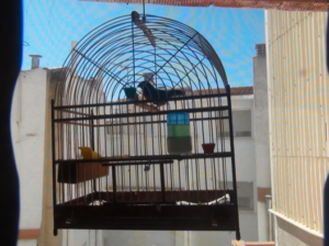 cage-birds-2