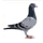 Palomas Mensajeras, Colombofilia